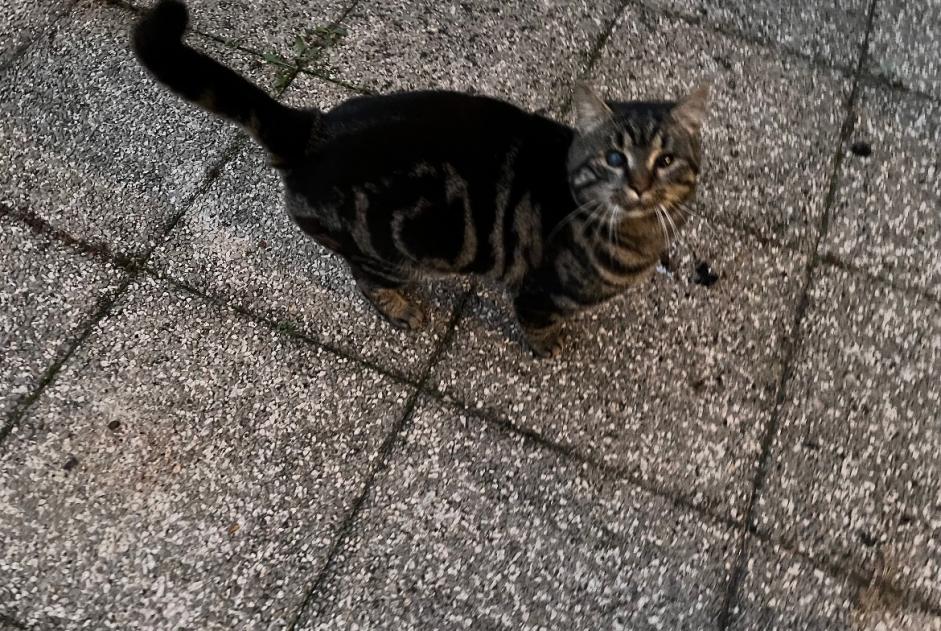 Fundmeldung Katze Männliche Selongey Frankreich